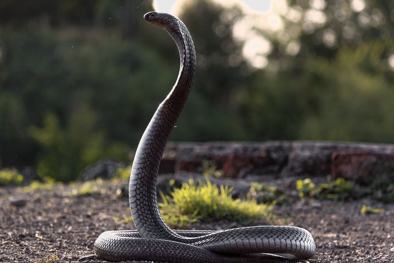 A striking image of a cobra raised in defense, set against a natural backdrop.