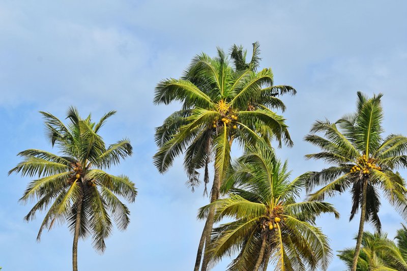 Lush palm trees sway under a vibrant tropical sky in India.