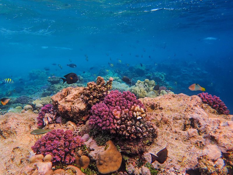 Explore the vibrant underwater world with colorful corals and diverse marine life in this pristine reef ecosystem.