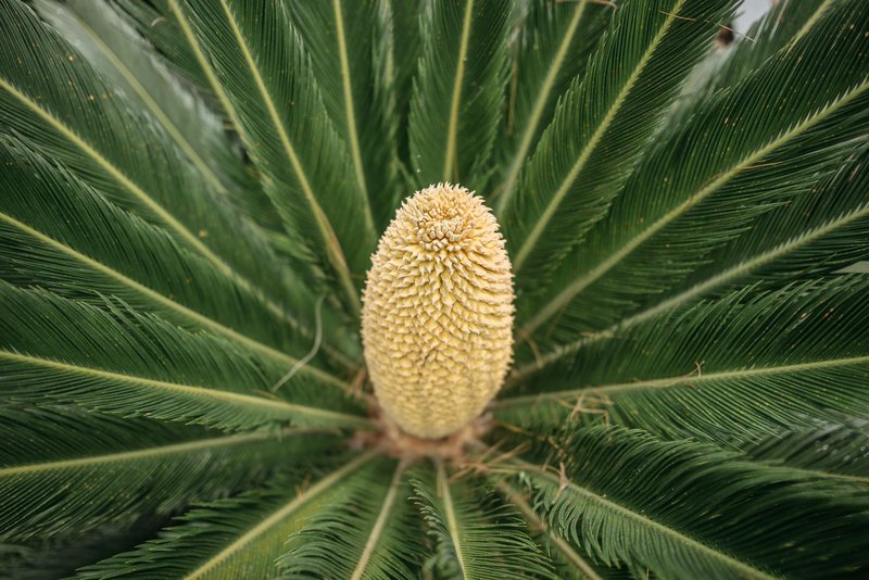 Detailed close-up of a Cycas plant's cone surrounded by lush green leaves.