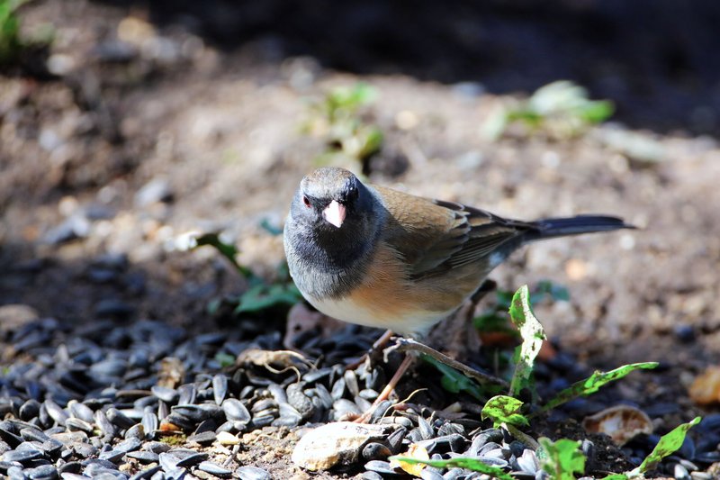Close-up of a dark-eyed junco among seeds and foliage outdoors.