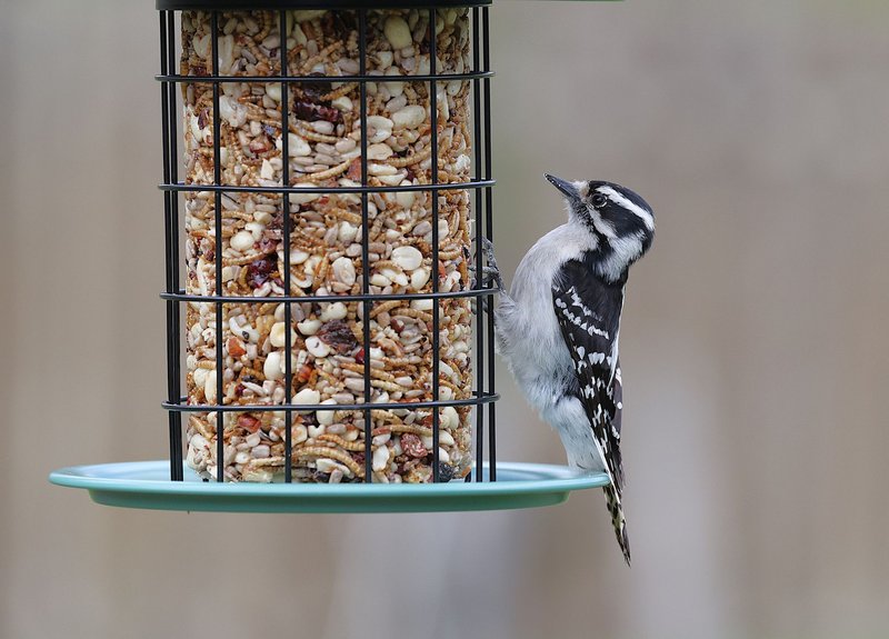 Close-up of a downy woodpecker perched on a backyard bird feeder filled with seeds and nuts.