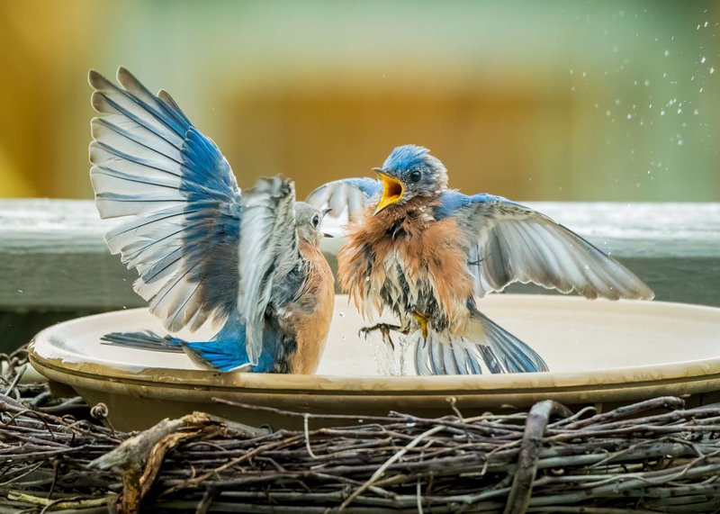 Two Eastern Bluebirds energetically splashing in a birdbath, showcasing vibrant plumage and playful behavior.