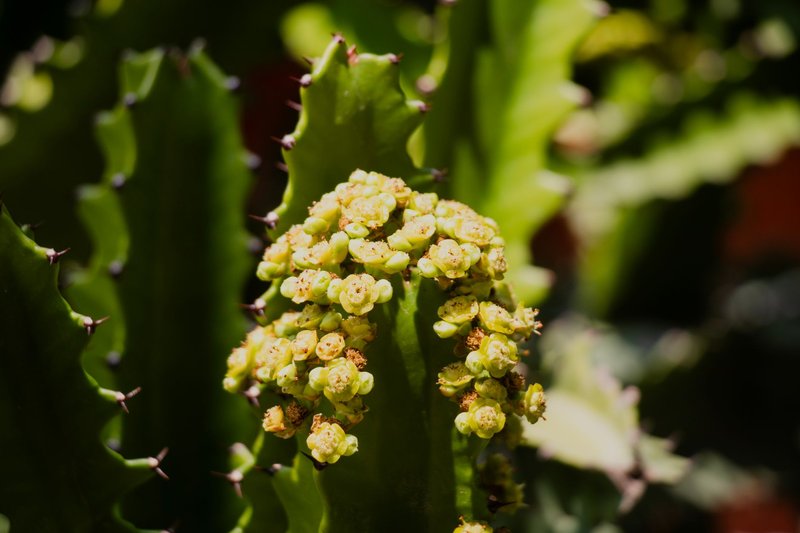 Detailed shot of Euphorbia cactus with bright green flowers in Quanzhou, Fujian, China.