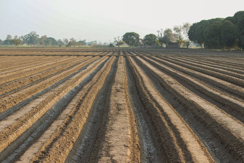 A plowed field with neat rows in Punjab, showcasing agricultural preparation and rural scenery.