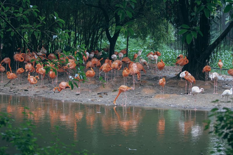 A serene scene of flamingos gathered near a pond surrounded by lush foliage.