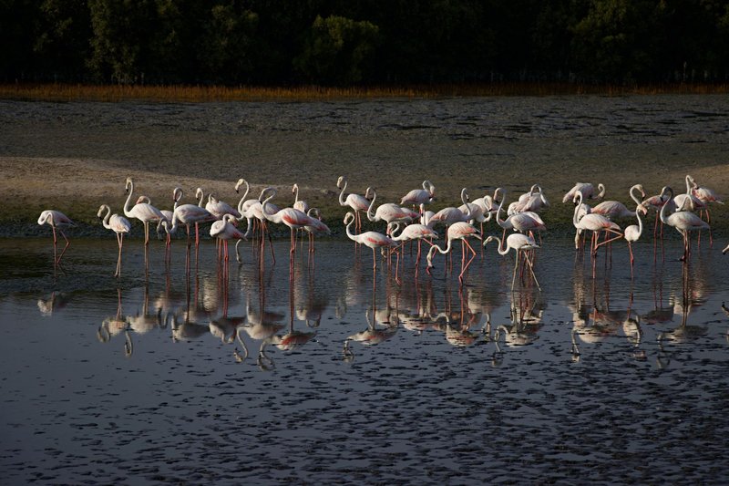 A serene group of flamingos gracefully wading in shallow water, reflected under the sky.