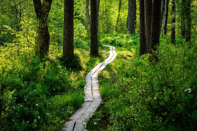 A peaceful wooden pathway meanders through a vibrant forest bathed in sunlight.