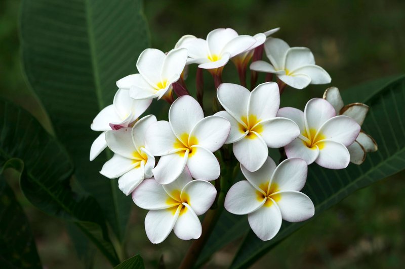 Beautiful white frangipani flowers with yellow centers captured against lush green leaves.