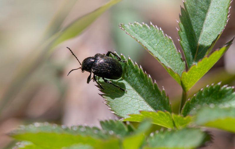 A detailed macro shot of a shiny black beetle perched on vibrant green leaves.