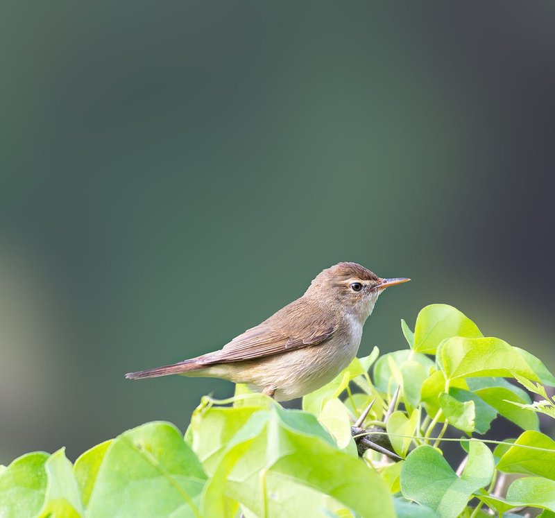 A warbler perched on vibrant green leaves, showcasing its delicate features in natural sunlight.