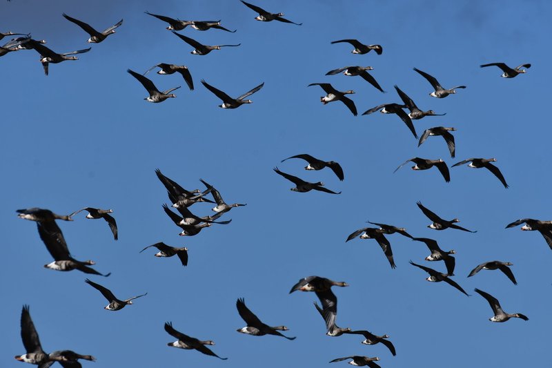 A large flock of geese flying in formation against a clear blue sky.