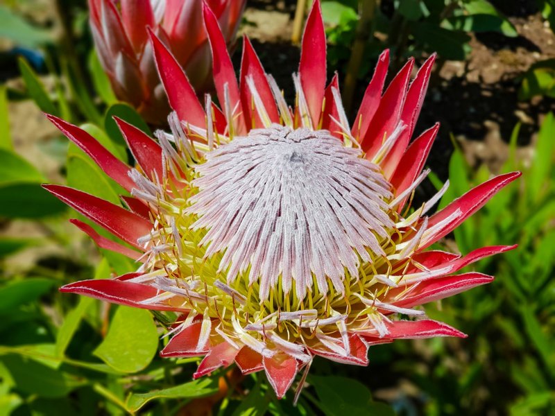 Bright and vivid close-up of a blooming Protea flower with red petals outdoors.