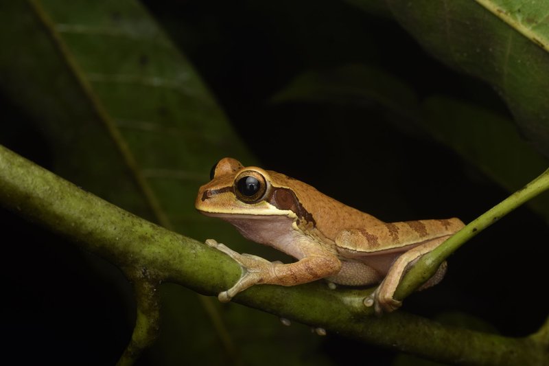 Close-up of a golden frog perched on a branch in a lush tropical environment.