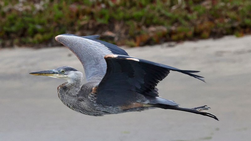 A great blue heron (Ardea herodias) gracefully flies over wetlands in California.