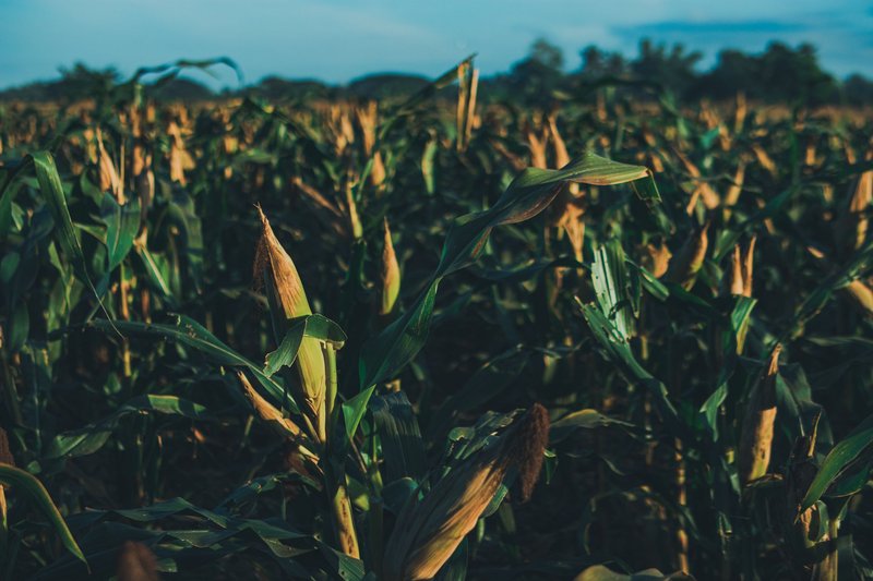 Lush green cornfield under summer skies, showcasing mature corn ready for harvest.