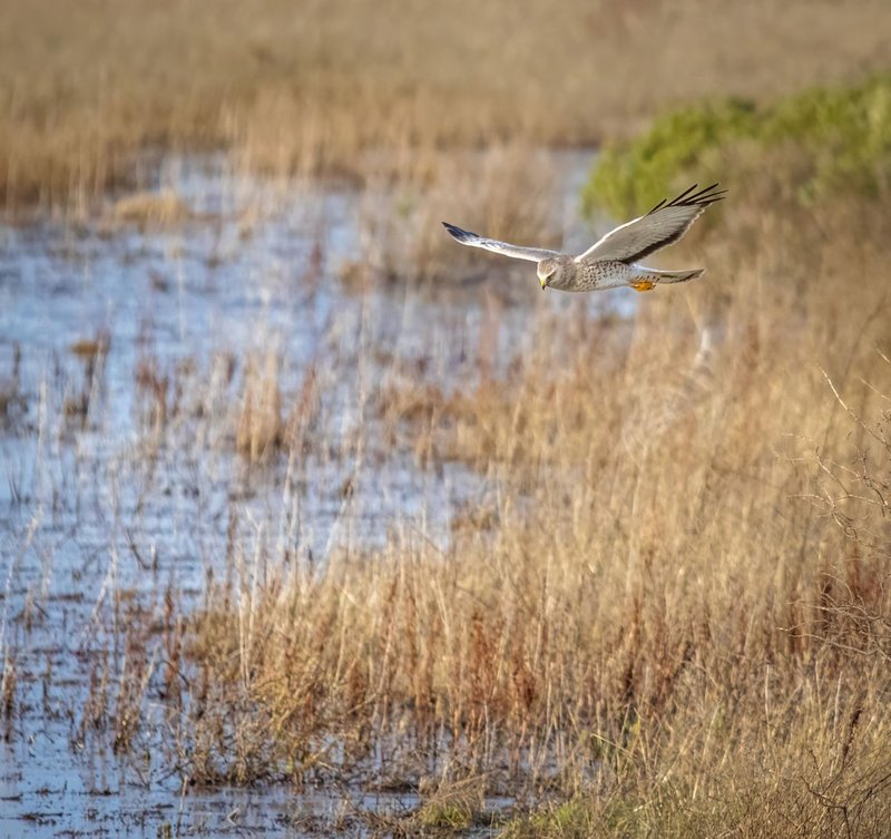 A Northern Harrier bird gracefully soars over a tranquil marshland, showcasing natural beauty and wildlife.