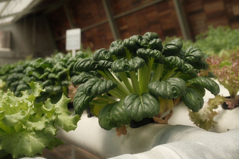 Vibrant green leafy vegetables thriving in an indoor hydroponic setup, showcasing sustainable farming.