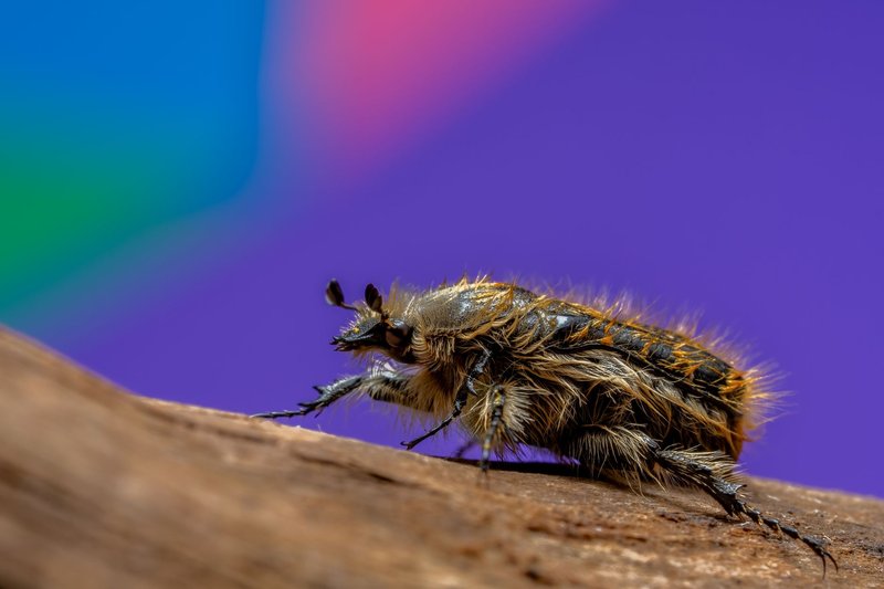 Close-up of a hairy beetle on wood, showcasing details and vibrant background colors, taken in Spain.