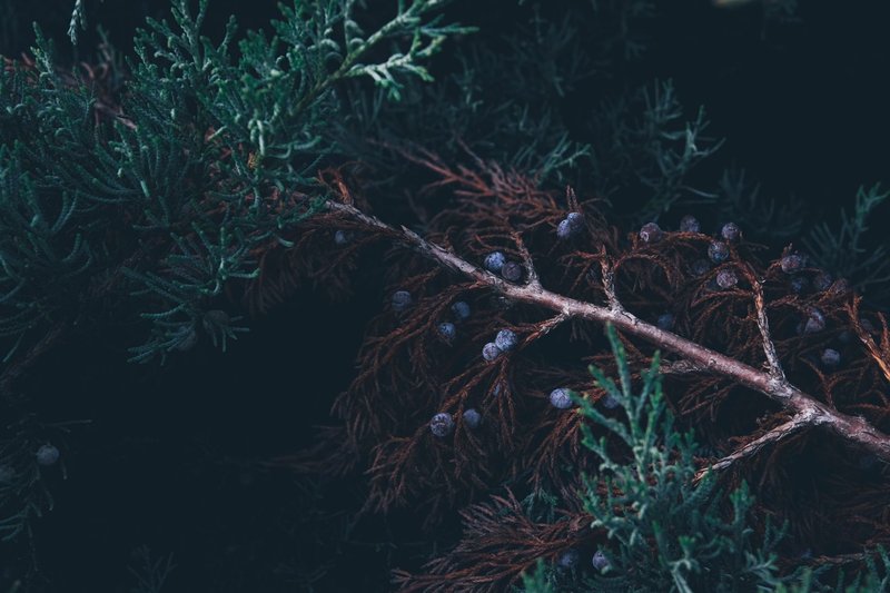 High-quality close-up image of juniper berries on an evergreen branch. Ideal for nature and botanical themes.