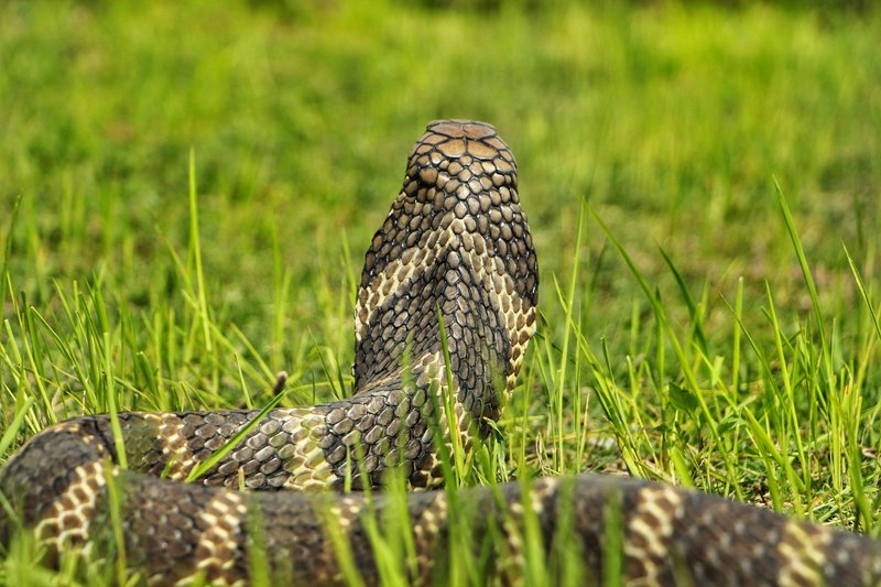 Detailed close-up of a venomous cobra in the wild, showcasing its scales and alert posture.