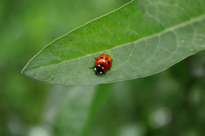 A vibrant ladybug resting on a green leaf, capturing the essence of nature's beauty.