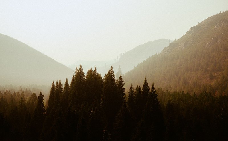 Serene misty pine tree forest in a peaceful mountainous landscape during daytime.
