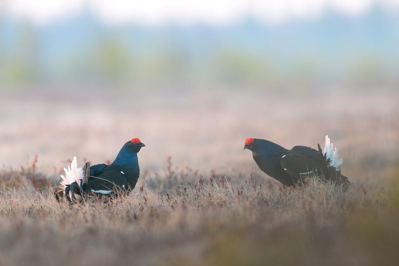 Two black grouse in a field exhibiting mating display during springtime in the wild.