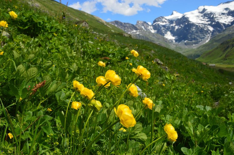 Bright yellow flowers bloom in a lush alpine meadow with snow-capped mountains in the background.