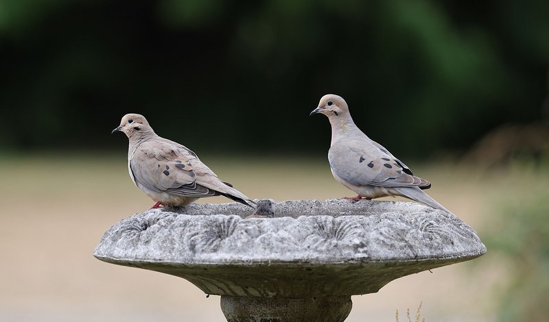 Two mourning doves perched on an ornate birdbath in a summer garden.