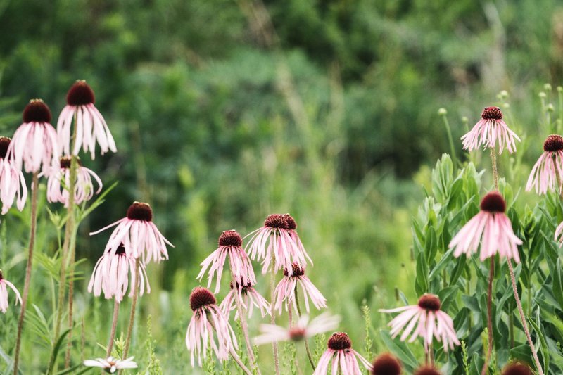 Capture of pink echinacea flowers blooming in a lush Chicago garden, showcasing natural beauty and summer vibrance.