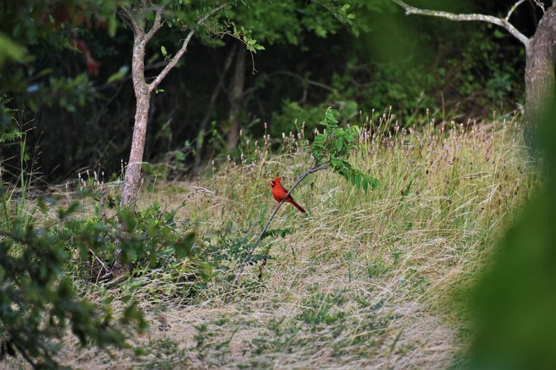 A vibrant red northern cardinal perched among lush greenery in a daylight park setting.