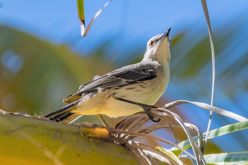 Close-up of a Northern Mockingbird perched on a palm frond with a clear blue sky background.