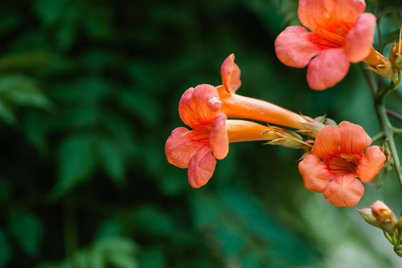 Close-up of vivid orange trumpet vine flowers (Campsis radicans) with lush green backdrop.