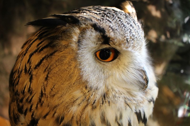 A detailed close-up of a Eurasian Eagle-Owl showcasing its vibrant eye and intricate feather details.