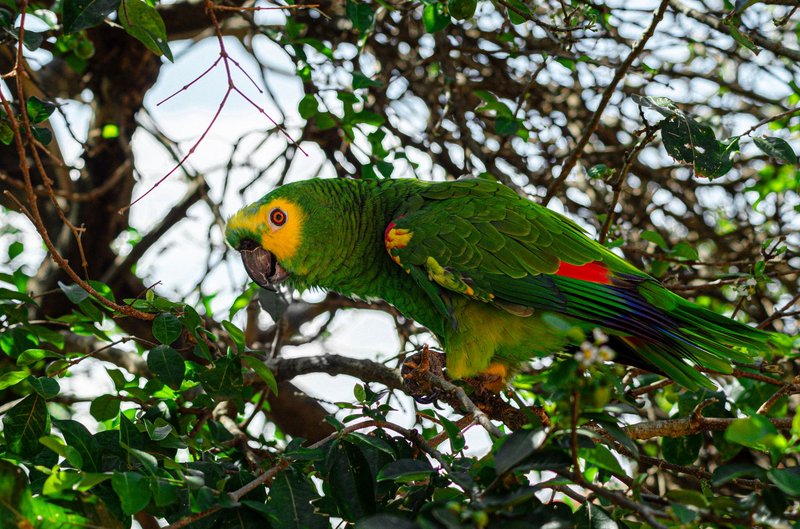 A stunning green parrot perched among vibrant leaves in a serene outdoor setting.