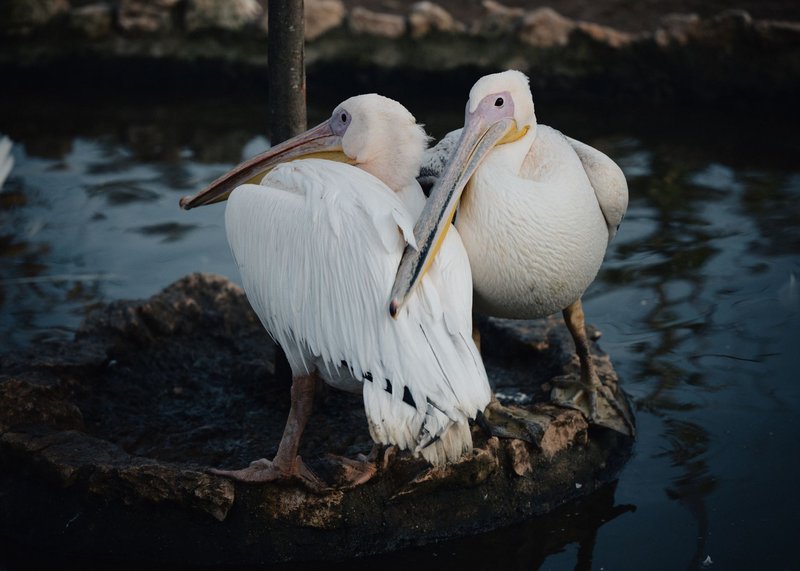 Two pelicans sitting near water in İstanbul, showcasing their majestic white feathers and large beaks.