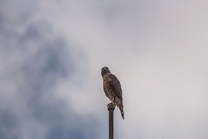 A peregrine falcon perched on a pole with a cloudy sky backdrop, symbolizing strength and nature's beauty.