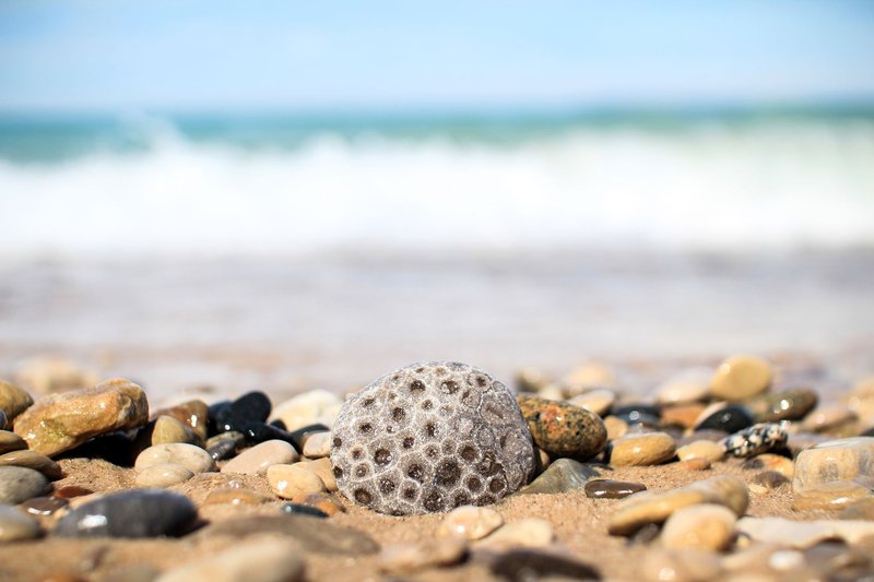 Close-up of a coral stone on a pebble-strewn beach with a blurred ocean background.