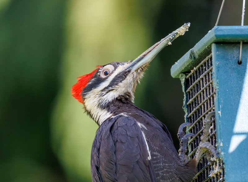 Close-up of pileated woodpecker eating suet from a garden feeder outdoors.