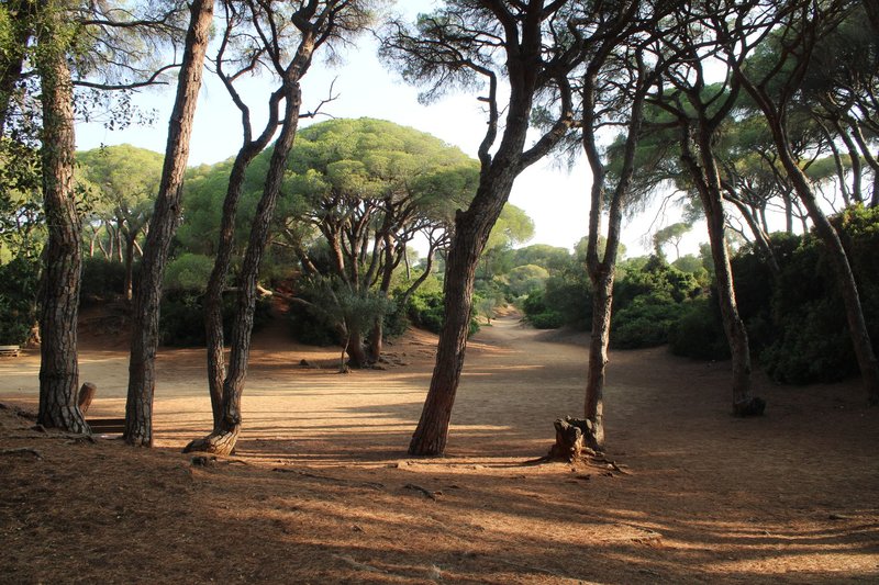 Serene pine forest path with dappled sunlight in Puerto Real, España.