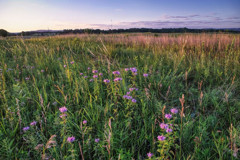 A peaceful evening view of a wildflower meadow with purple blooms in Minnesota's countryside.