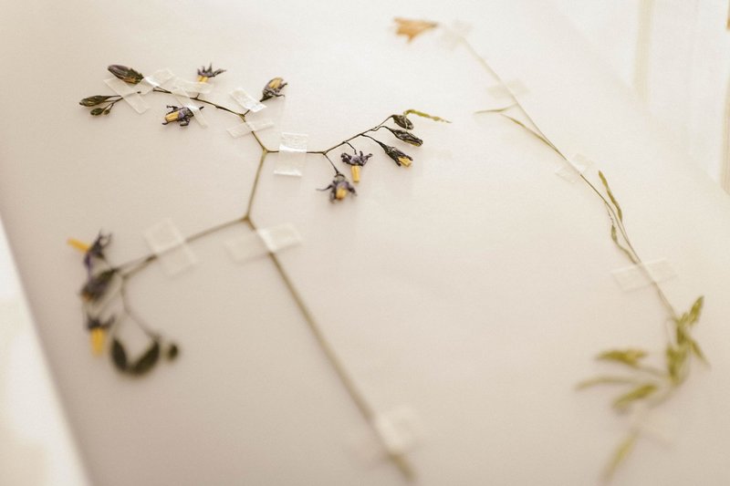 Pressed flowers taped on a light surface, showcasing delicate floral preservation.