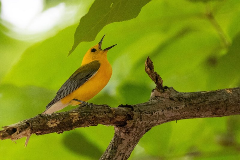 A vibrant Prothonotary Warbler captured singing on a branch amidst lush green leaves, showcasing natural beauty.