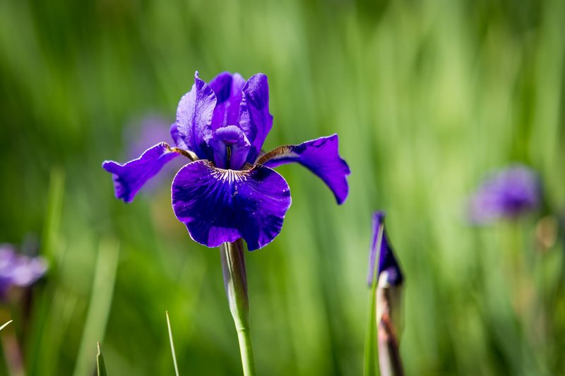 Close-up of a vibrant purple iris flower with a blurred green background in spring sunlight.