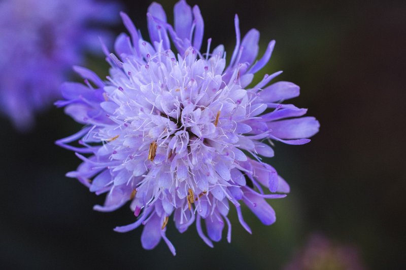 Macro shot of a vibrant purple flower showcasing its delicate petals.