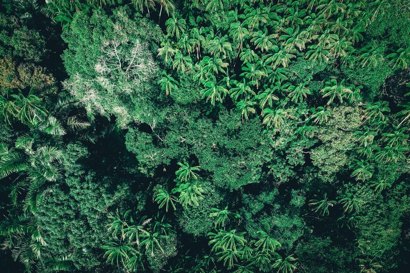 Drone view of overgrown trees covered with green foliage growing in exotic rainforest