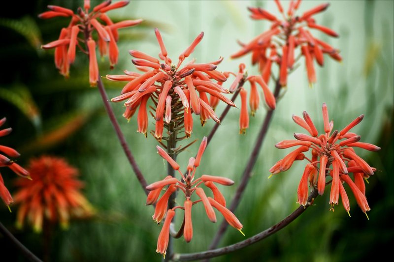 Stunning red aloe vera flowers blooming in Marina di Pietrasanta, Tuscany garden.