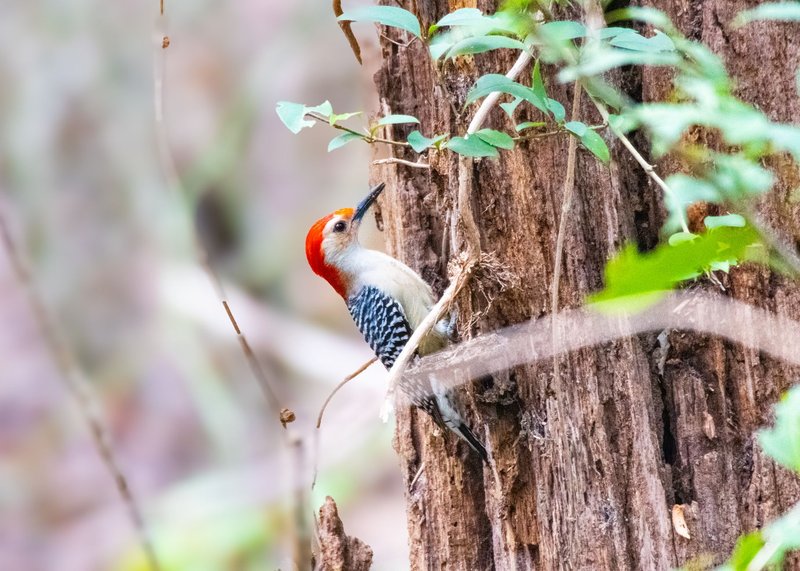 Captivating image of a red-bellied woodpecker perched on a tree in Houston, Texas.