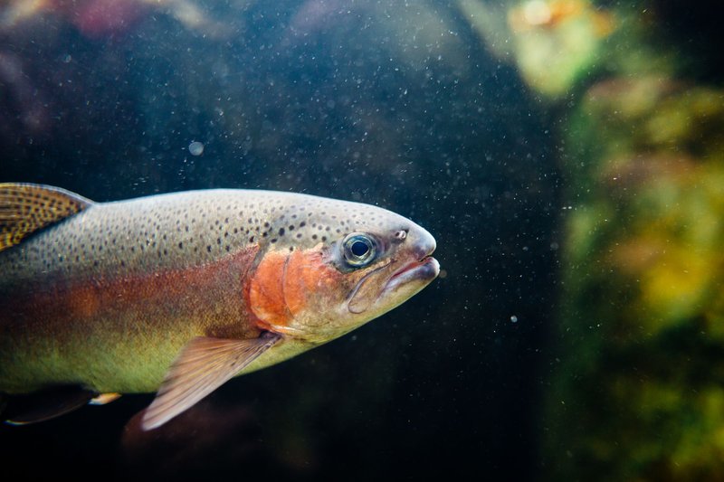 Close-up of a colorful rainbow trout swimming underwater, showcasing its vibrant patterns and natural habitat.